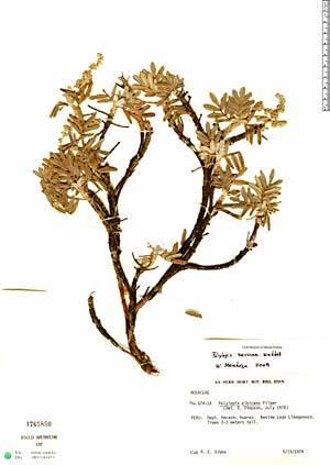 botanical-inspiration:  Neotropical Herbarium Specimens