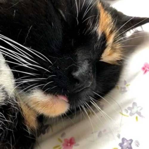 When she falls asleep with a #blep  #tongueouttuesday