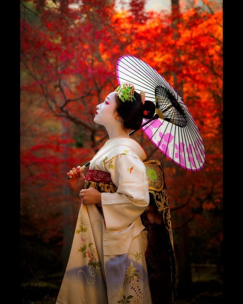 geisha-kai: December 2015: maiko Mamefuji under maple leaves by  gaaplite on Instagram New