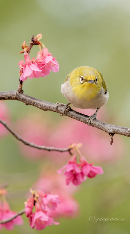 fuckyeahchinesegarden: spring blossoms and bird by 影像视觉杨