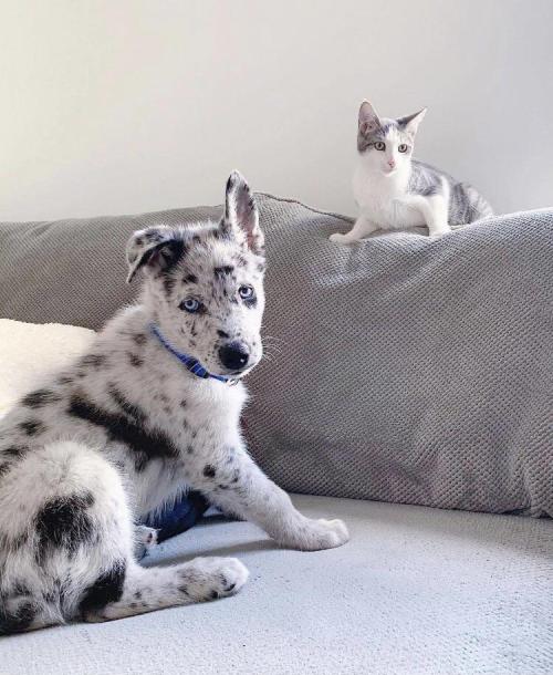 itsoofluffy