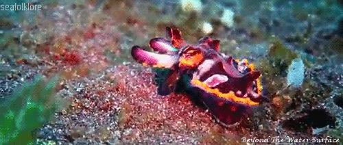 Flamboyant Cuttlefish By  Beyond The Water Surface 