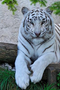 plasmatics:  Grumpy White Tigress | by Josef