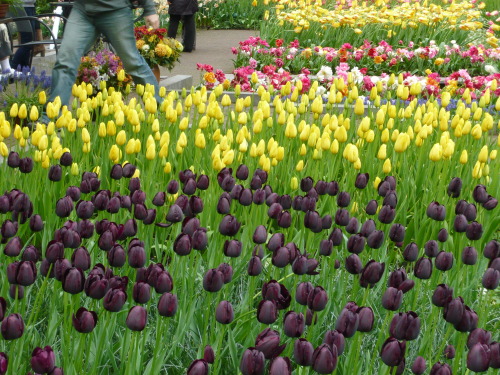 “Tulip Festival” in Keukenhof, Netherlands 2013