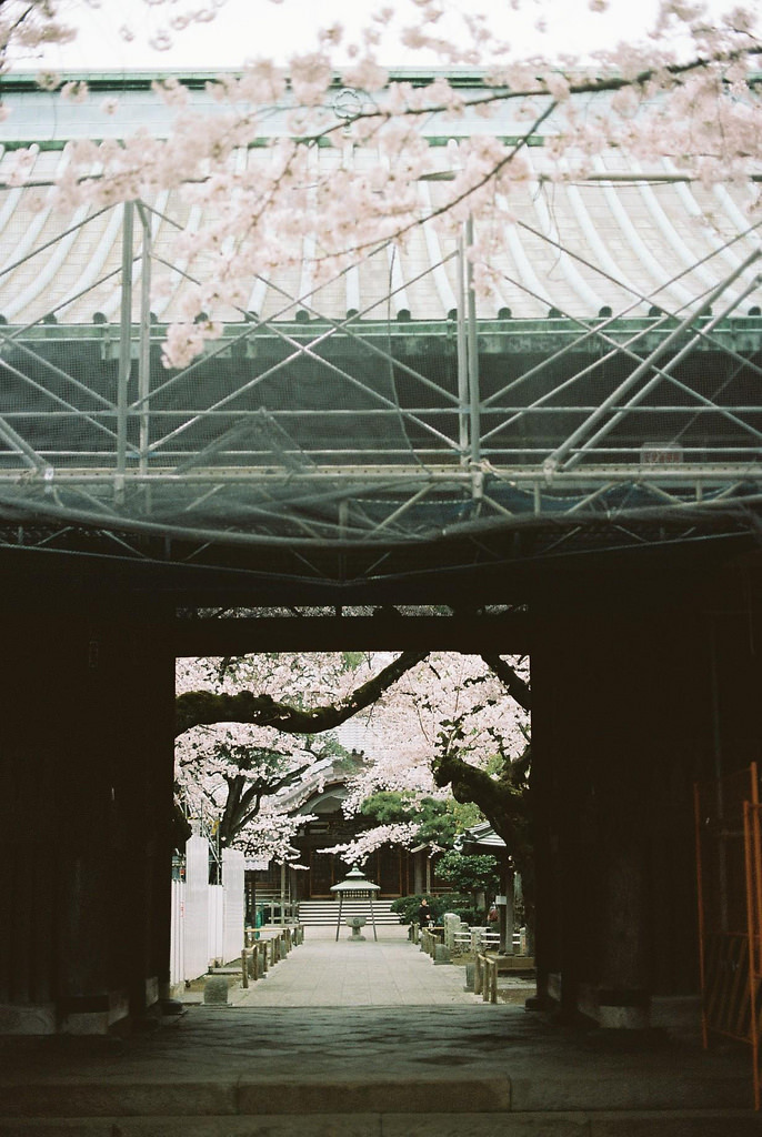 floralls:    sakura at yutenji temple by   hiki   