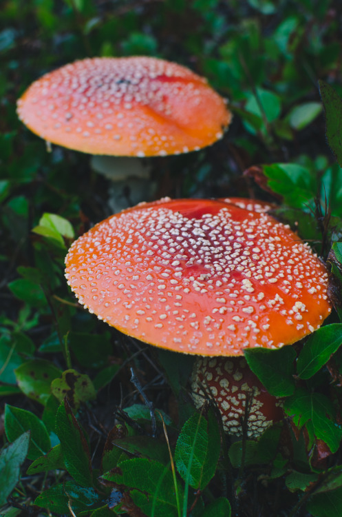 These are the biggest and nicest Fly Agarics I’ve ever seen