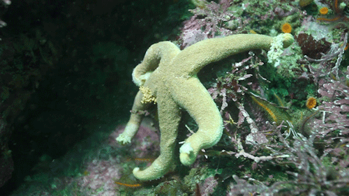 noaasanctuaries:Citizen scientists play crucial roles throughout the National Marine Sanctuary Syste