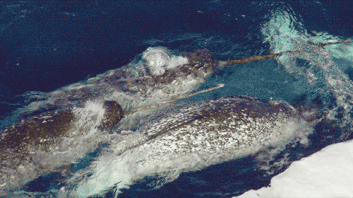 outofcontextoutofmind:unicorn of the ocean