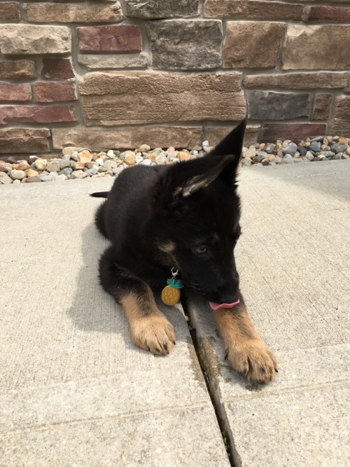 stark-thegermanshepherd:She is such a happy ball of fun.