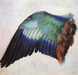 likeafieldmouse:  Albrecht Durer - Wing of a Blue Roller (1512)