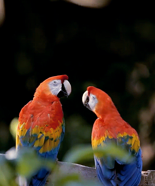 C'est Cool Le Baiser