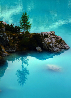 tulipnight:  Pine over a blue mirror by Robyn