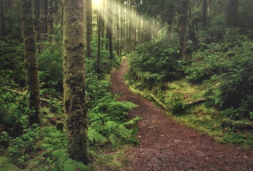 isawatree:  Morning Walk by Lonnie Hicks