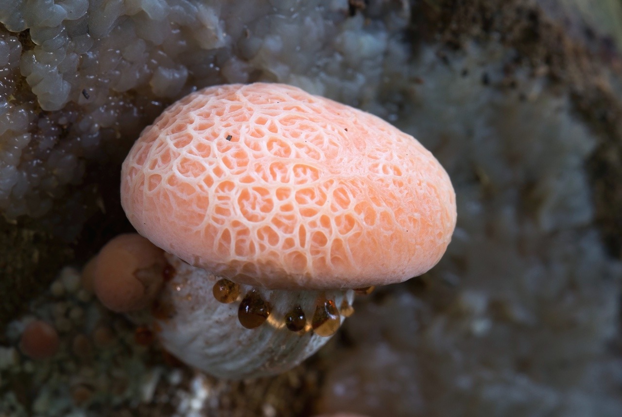 mossful: Rhodotus fungi
