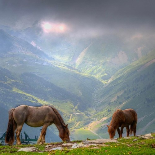 Horses grazing in the Val de Nuria in the Catalonian Pyrenees. #everythingeverywhere #catalonia #cat