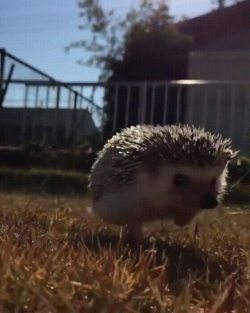 dawwwwfactory:  Hedgehog enjoying a sunny day. Click here for more adorable animal pics!