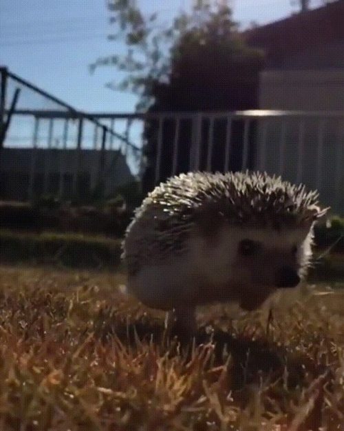 dawwwwfactory:  Hedgehog enjoying a sunny adult photos