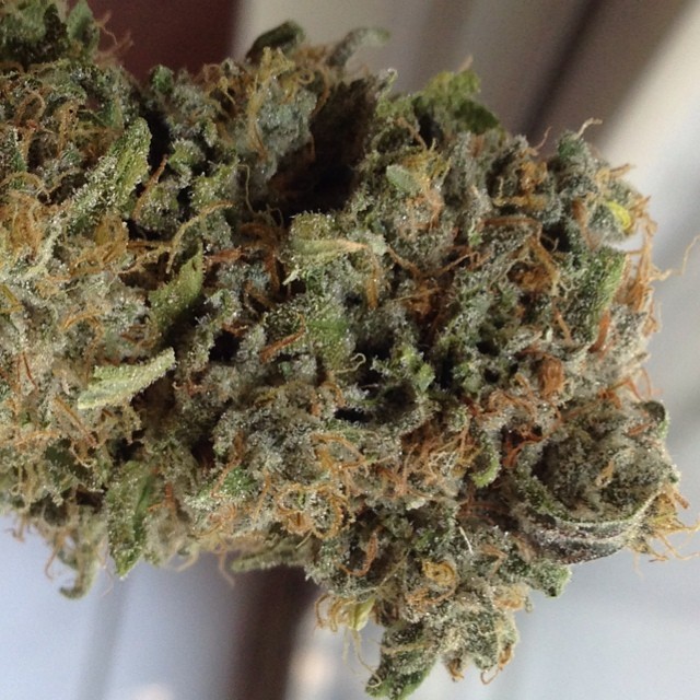 weedporndaily:  Sweet tooth X Purple Trainwreckby akawonka http://ift.tt/1rnSkap