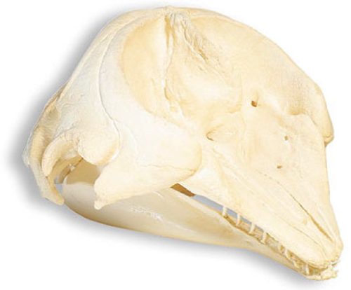 trynottodrown:Skulls of Marine Mammals (L to R) Bottlenose Dolphin - Tursiops truncatus Orca - Orc