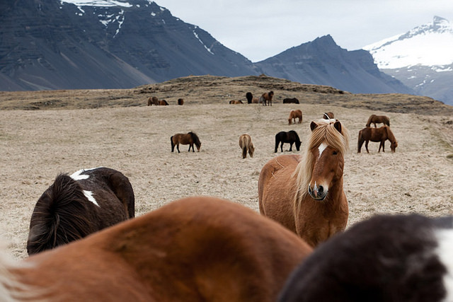 petalier:Icelandic horses by elsvo on Flickr.