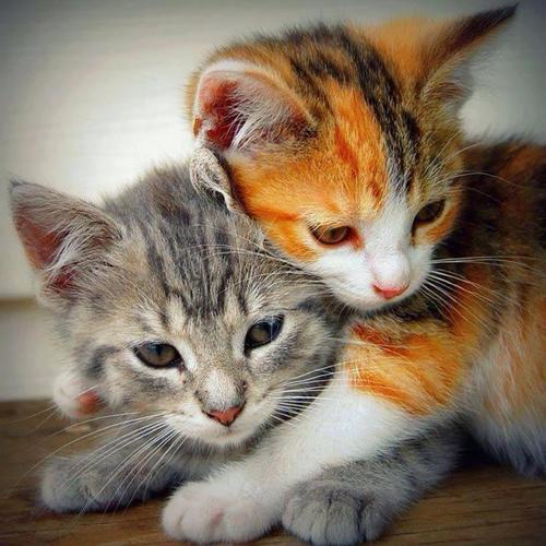 silly-luv:  ♡ find your best posts on my blog ♡