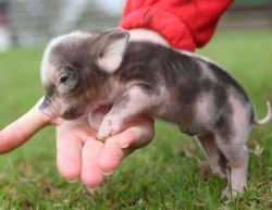 jake501:  buzzfeed:  Good morning, here are some lovely tea cup pigs to help you start your day.   OK. Better mood. Immediately. 