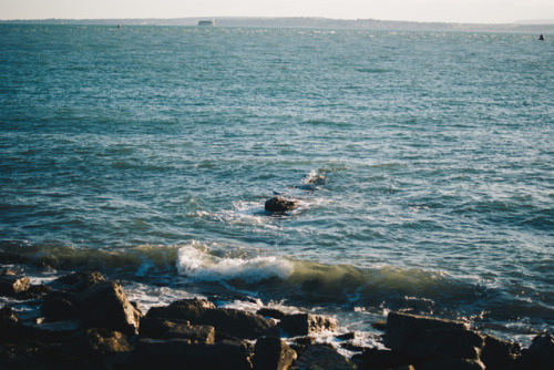 Seagull and the Sea