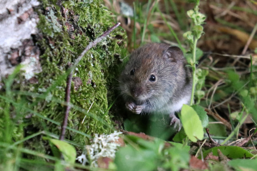 Bank vole/skogssork.