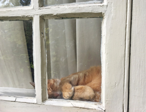 mischiefandmay:Window beans and ginger tummies