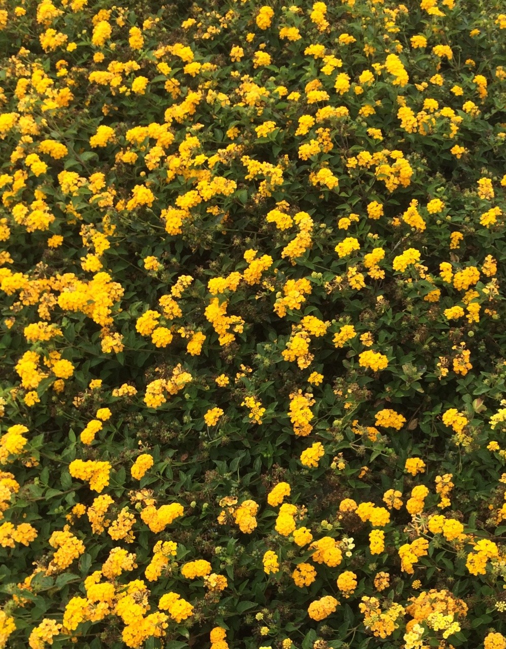 anovembersparrow:  yellow yellow yellow 