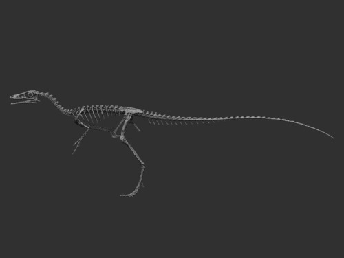 The life-size Compsognathus skeleton I did for Triassica.  Zbrush + Anycubic Photon https://triassic