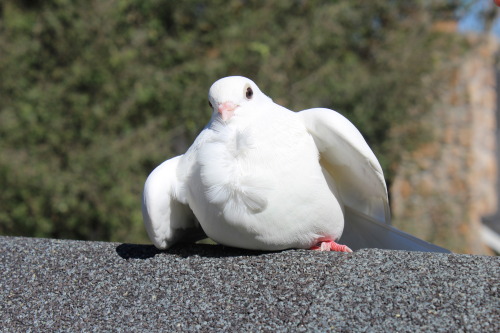 alicethegoat:sunbathing 