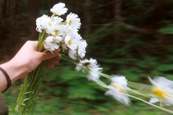 flowury:  Daisies are the prettiest 