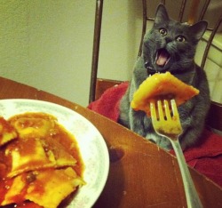 Raviolis, my favourite!