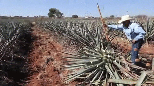 micdotcom:  Watch: Who knew making tequila could be so mesmerizing