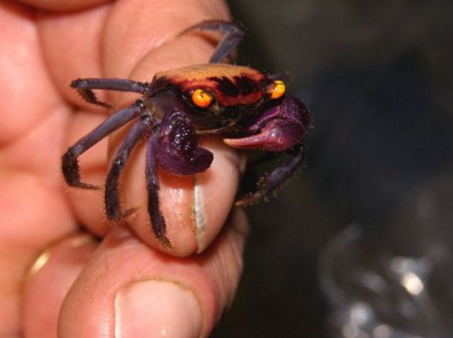 end0skeletal:Geosesarma dennerle, or the purple vampire crab, is a species of small land-living crab
