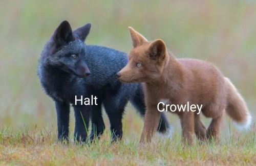 This Is Them If They Were Animals And You Can't Change My Mind