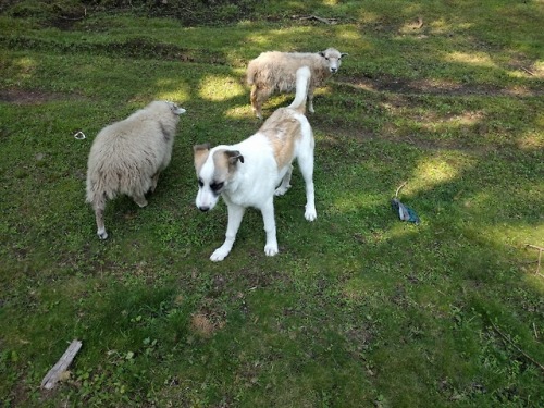 Inside the goat pen and puppy shenanigans.Luci stole a pair of Jr.’s underwear while he was 