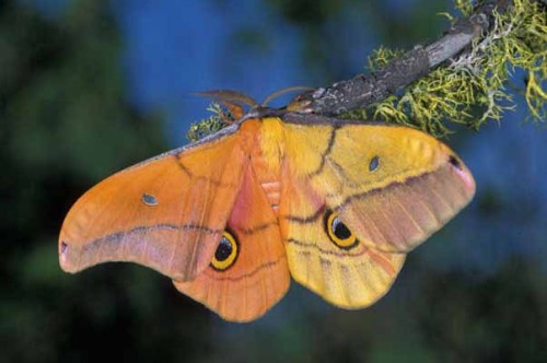 ainawgsd: Chemera and Mosaic Insects Part 2-Butterflies and MothsA chimera (also spelled chimaera)