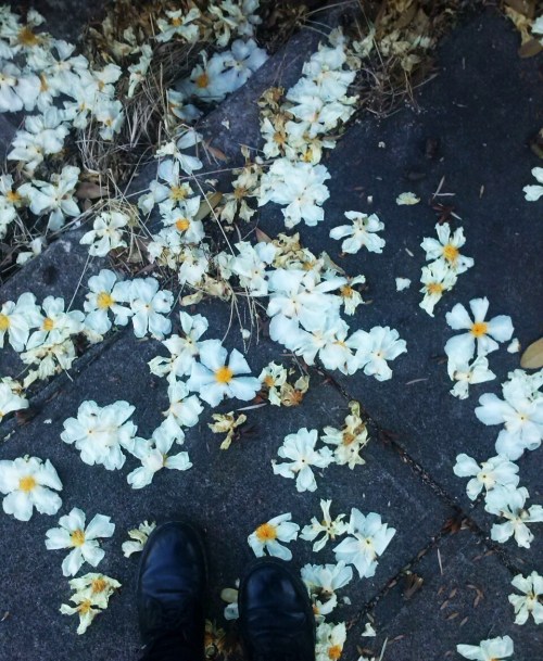 frncsczkv:  flower eggs / egg flowers + spot the horse 