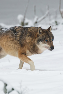 captvinvanity:  Wolf in the snow   | Photographer