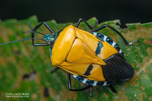 onenicebugperday:Man-faced stink bug, Catacanthus incarnatus, Pentatomidae, HemipteraFound in South 