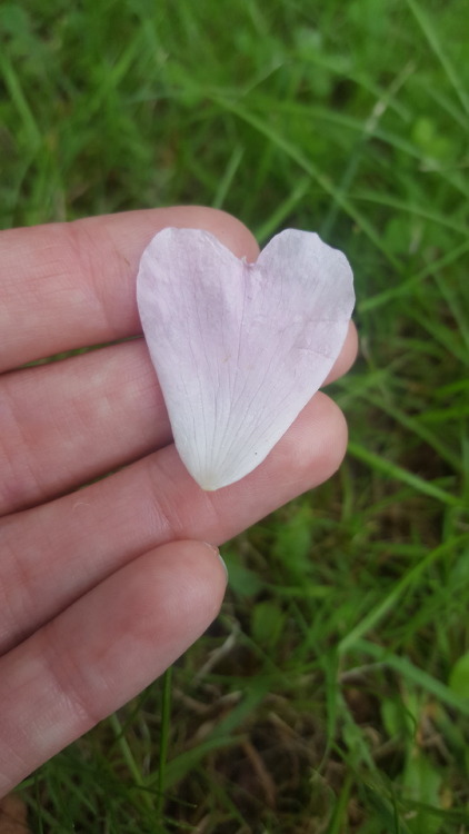 growingthings:You can see why roses are associated with love!