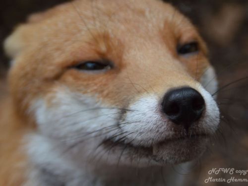 onegreenplanet:Meet Pudding, the photogenic fox that’s too friendly to be released into the wild