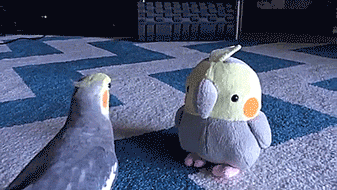 thenatsdorf:Cockatiel meets toy version of himself. [full video]