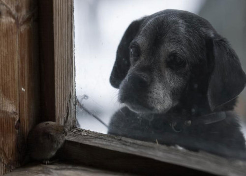 odditiesoflife:  Abandoned Cottages in the Woods Overtaken by Animals In a series titled Once Upon a Home, photographer Kai Fagerström captured the new residents of abandoned cottages in the woods. After residents had passed away or relocated, a group