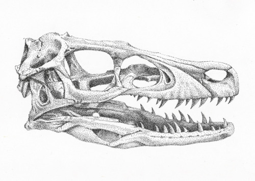 prettycreepyprettycrawly:So I tried drawing a velociraptor skull with dots, it was a pain and I&rsqu