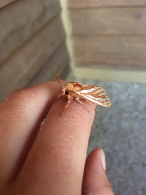 Hi there! I have tried my darndest to ID this guy but there are just about 0 online resources that w