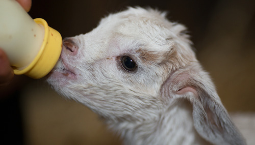 rescuedfarmanimals:Today we welcome our triple J goats -Julia, Jillian and Jacob; our all Australia 