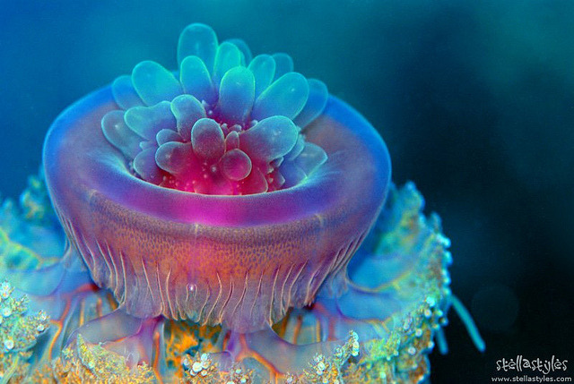 sixpenceee:  Crown jellyfishes are the six families of true jellyfish that belong